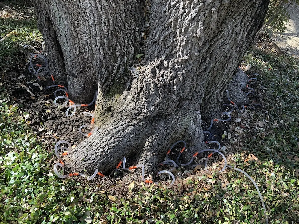 Detailed Tree Cabling and Bracing job site in Slate Hill