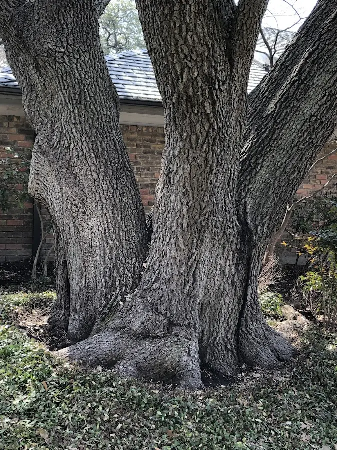 Mature heritage tree close to a Slate Hill property cared for by certified arborists
